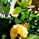 La Perla Di Villa *